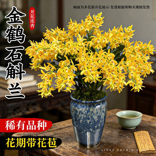 刘阁兰花金鹤香水石斛兰现带花苞