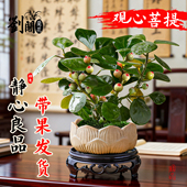 中式 禅意 观心菩提桌面盆栽带果发货室内绿植花卉菩提树好养盆景