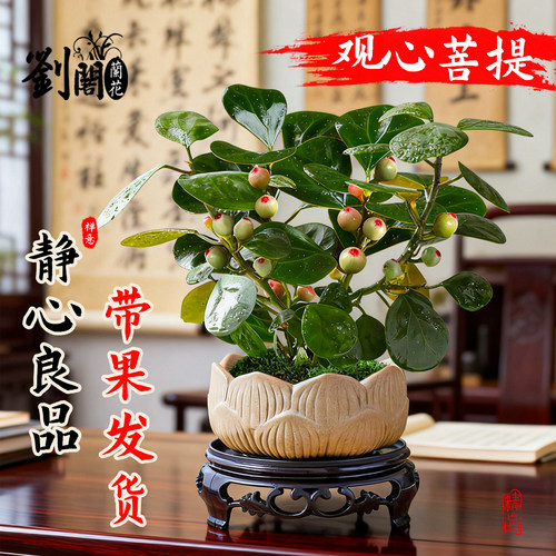 中式禅意观心菩提桌面盆栽带果