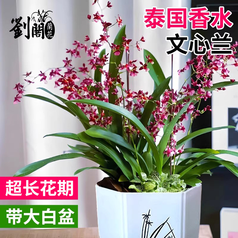 泰国香水文心兰冬带花苞 花卉盆栽洋兰兰花苗好养易活绿植室内外