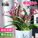 泰国香水文心兰冬带花苞 花卉盆栽洋兰兰花苗好养易活绿植室内外