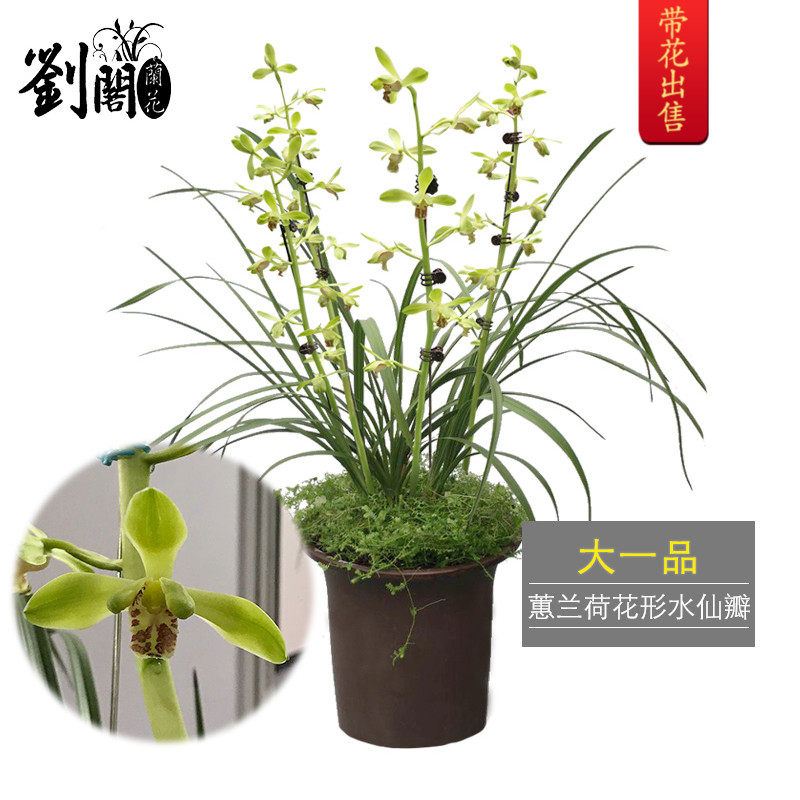 蕙兰大荷花型水仙瓣兰花苗 大一品 现带花苞出售好养花卉盆栽包邮
