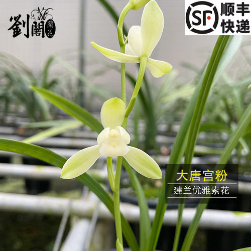 刘阁兰花花卉大唐宫粉