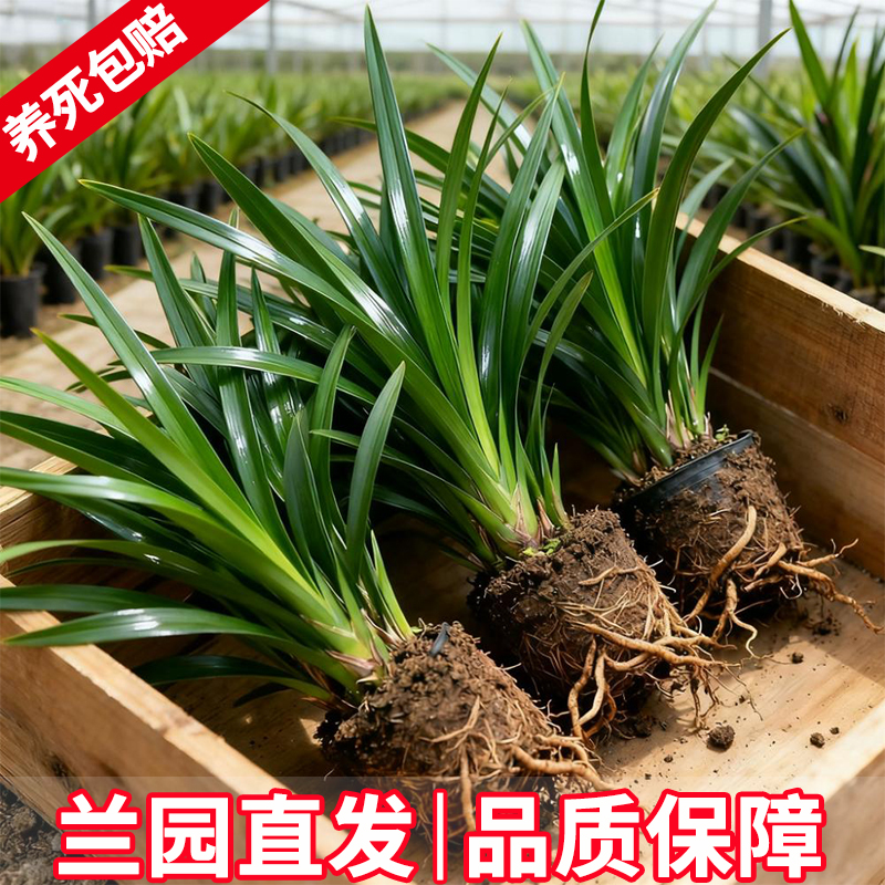 浓香兰花苗盆栽墨兰企黑报岁兰