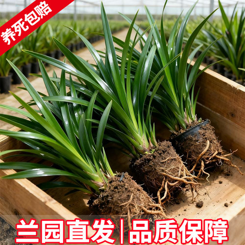 浓香兰花苗盆栽墨兰企黑报岁兰
