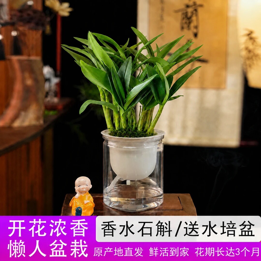 香水石斛兰苗盆栽好养懒人花卉图片