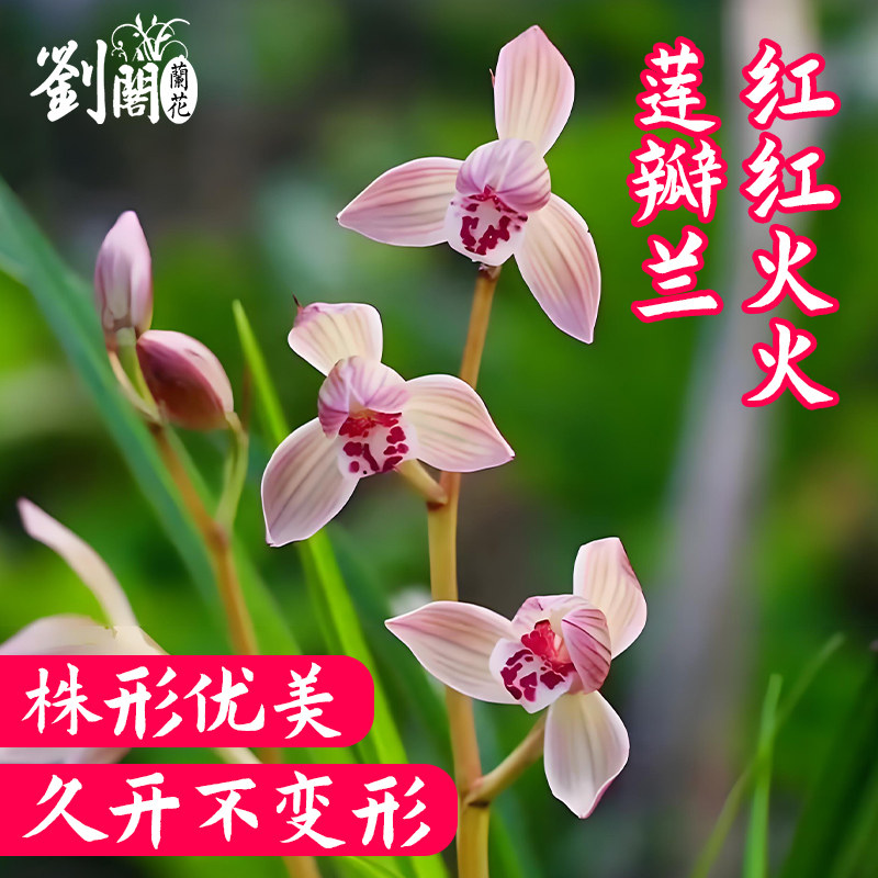 莲瓣兰红红火火花色鲜艳