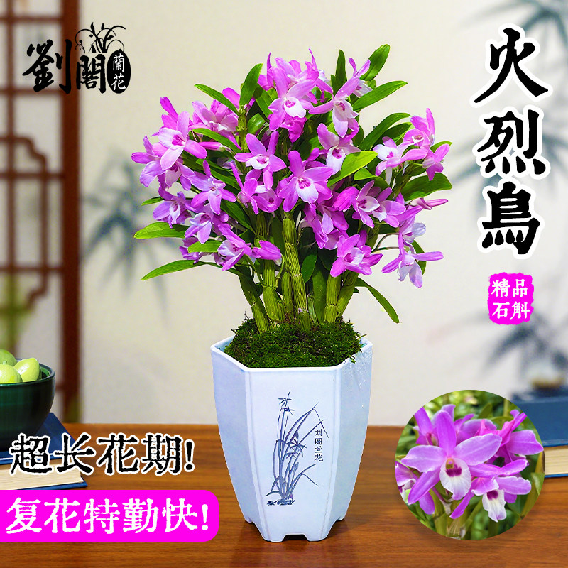 春石斛火烈鸟兰花苗盆栽花期带花发货新手好养四季赏绿植浓香花卉