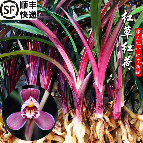 建兰红草红荷欣赏值超高