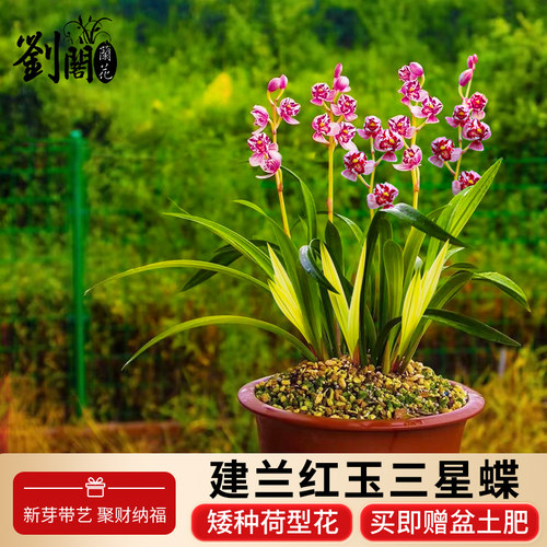 建兰红玉三星矮种荷瓣勤花勤芽
