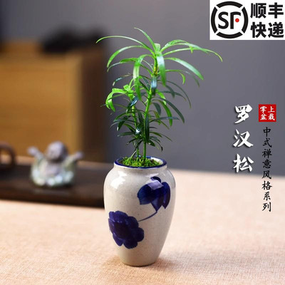 趣味迷你绿植罗汉松盆栽