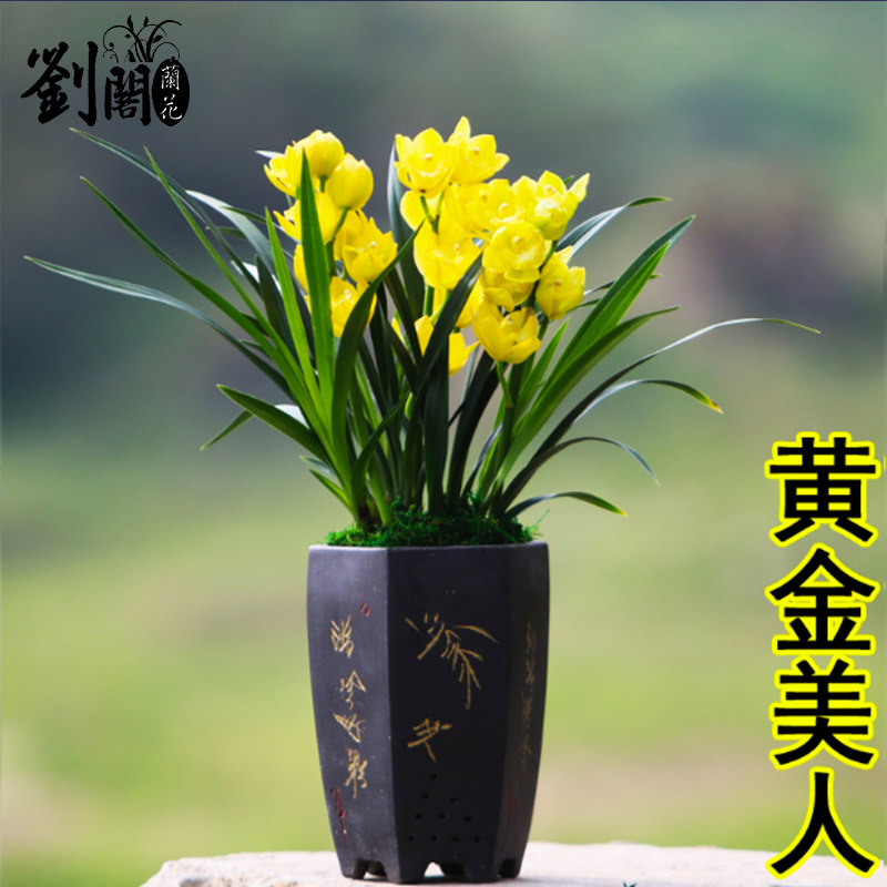 刘阁兰花苗 建兰超香兰花 黄金美人 夏带花苞浓香大花朵花卉盆栽高性价比高么？