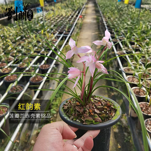 冬带花苞出售荷瓣花卉室内盆栽 刘阁兰花苗 莲瓣兰高档铭品红韵素