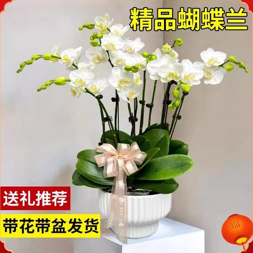 蝴蝶兰盆栽带超多花剑