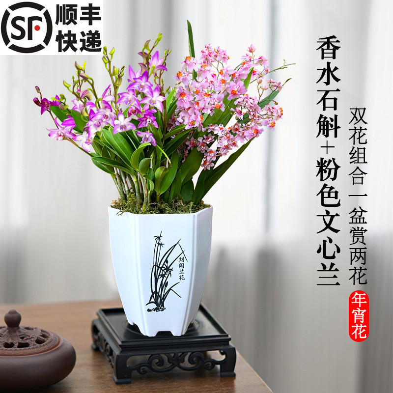 刘阁兰花苗双花组合香水石斛文心兰年宵花热卖室内外花卉盆栽好养