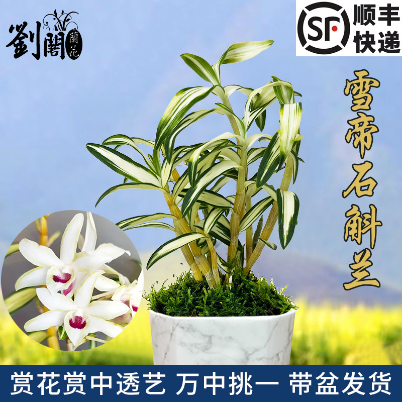 刘阁兰花苗中透叶艺雪帝石斛