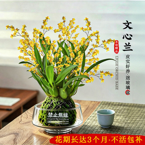 水培香水梦香文心兰冬带花苞盆栽