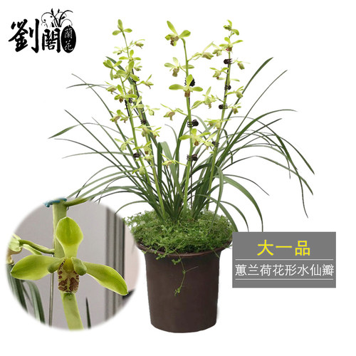 水仙花包邮价格 水仙花包邮图片 星期三