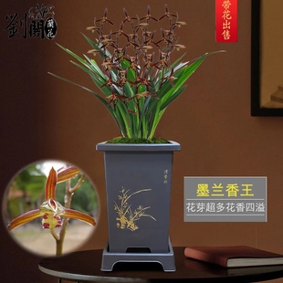 香王 刘阁兰花苗墨兰年宵花 现带花苞出售 室内花卉绿植盆栽好养