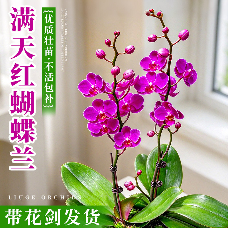 满天红蝴蝶兰花苗带花剑带花苞盆栽客厅室内绿植物花卉四季好养活