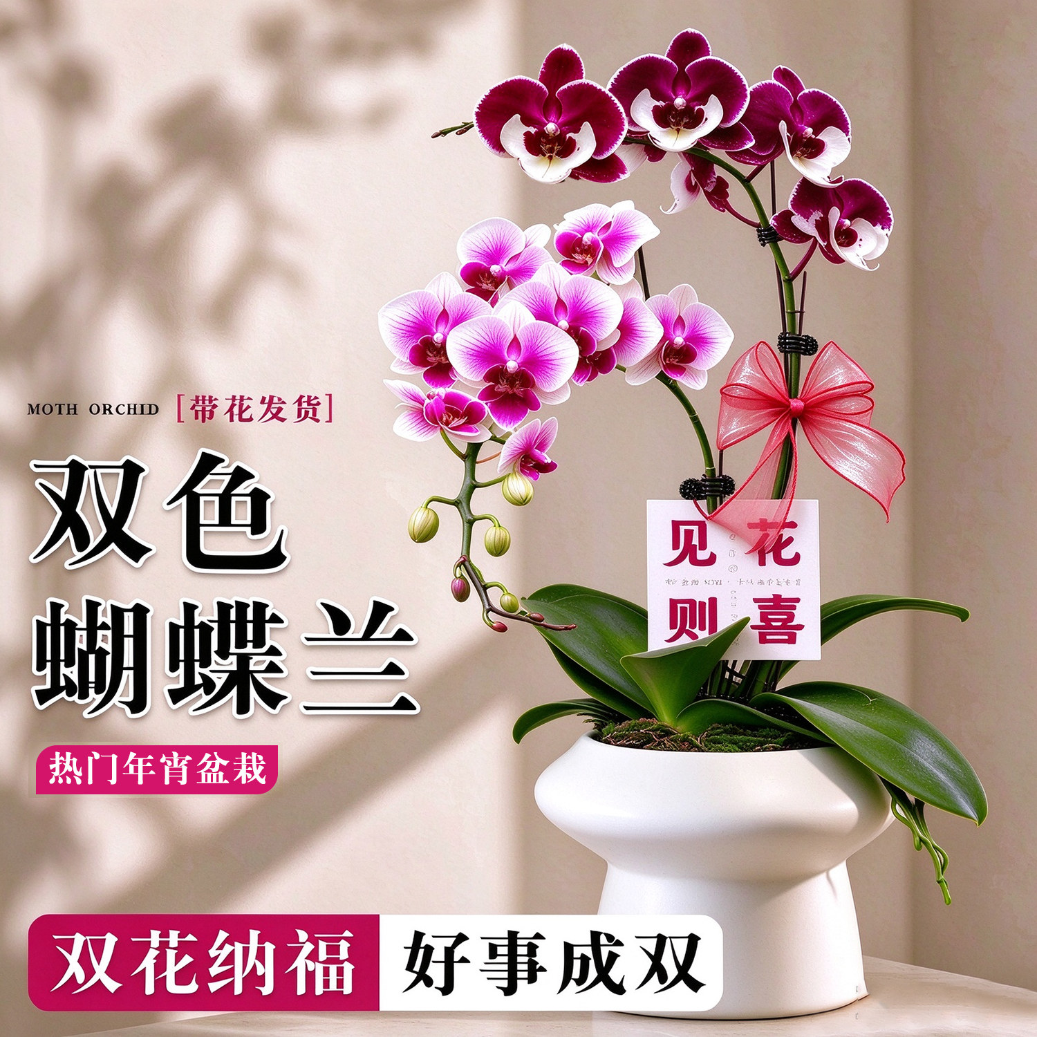 双色蝴蝶兰带花剑大苗兰花苗盆栽室内客厅四季好养活年宵花卉绿植