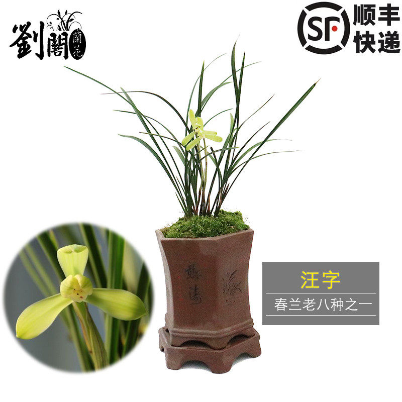 刘阁兰花 精品养兰花 汪字春兰老八种冬带花苞出售兰花苗绿植花卉