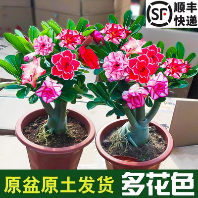 重瓣沙漠玫瑰多肉小盆景花苗