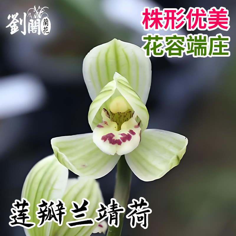 莲瓣兰靖荷株形优美花容端庄