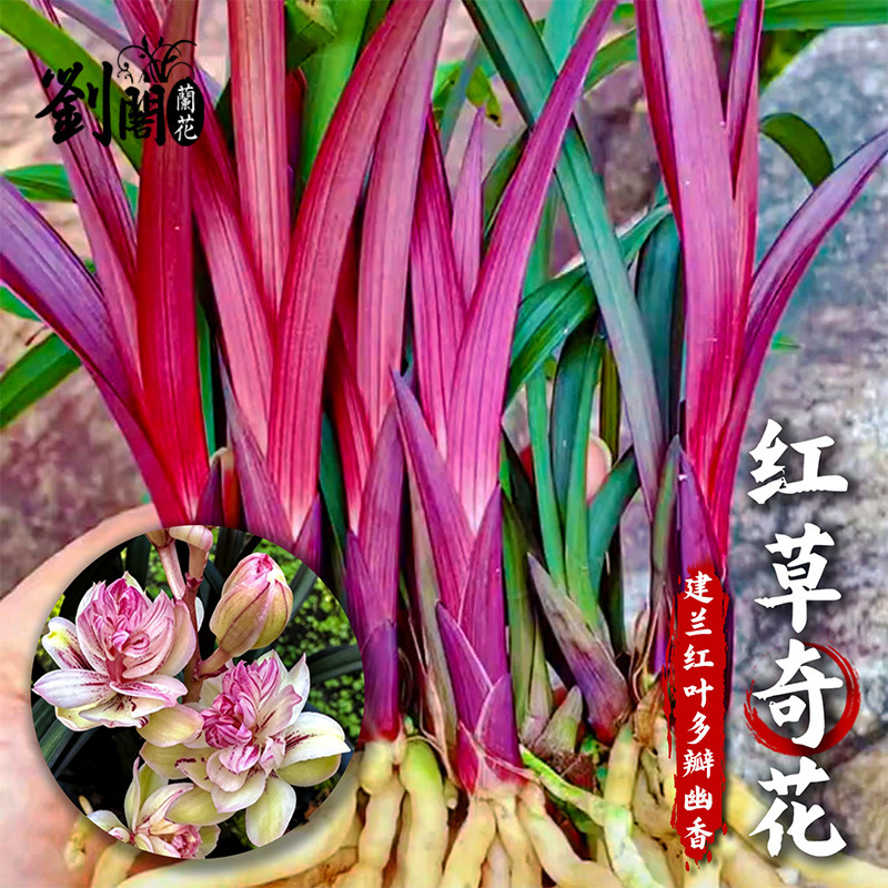 刘阁兰花苗 建兰奇花红草现带花苞办公室内好养浓香盆栽花卉绿植图片