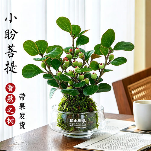 小盼菩提盆栽带多果好养懒人绿植