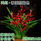 刘阁兰花苗四季 建兰天红夏带花浓香好养室内办公室绿植花卉盆栽