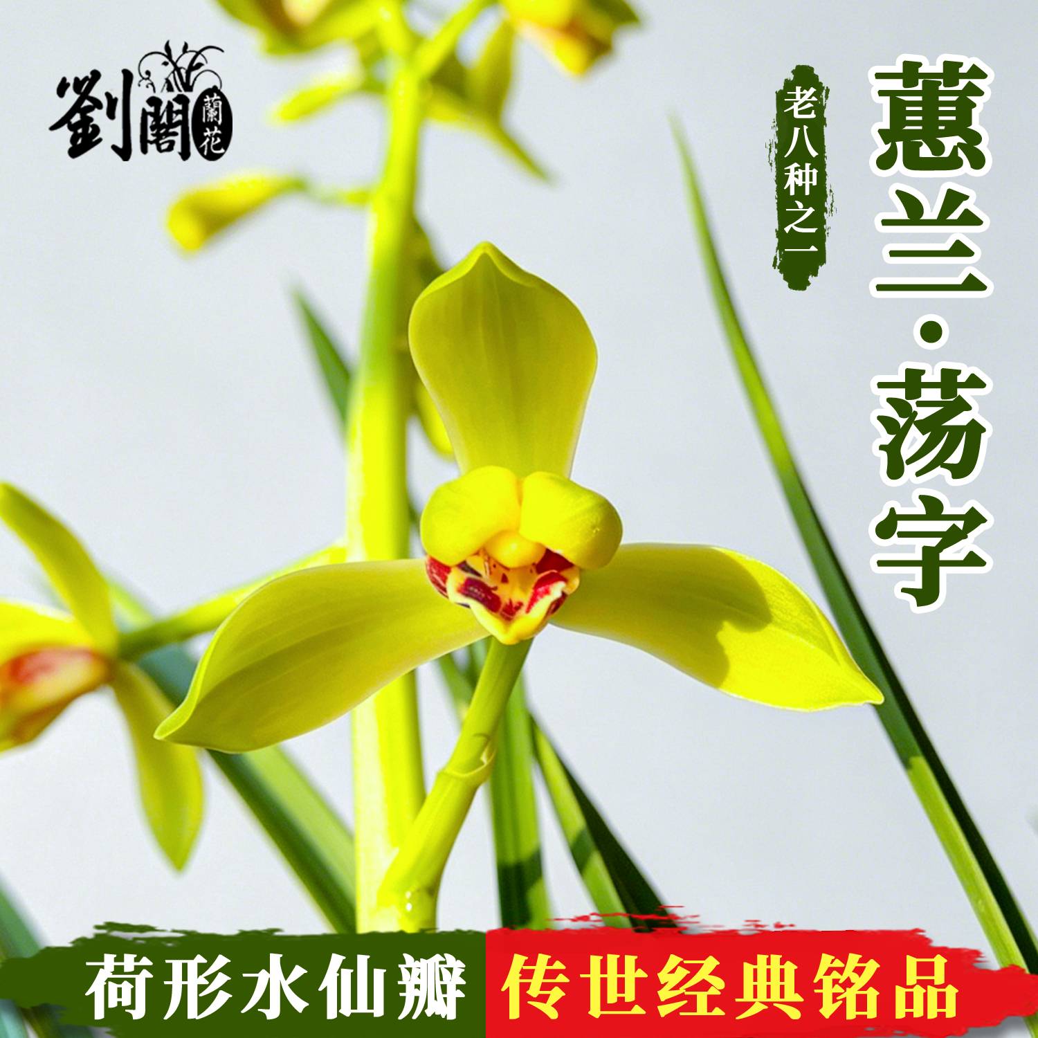 刘阁兰花苗 蕙兰老八种之一荡字原生老种荷形水仙瓣经典浓香兰花