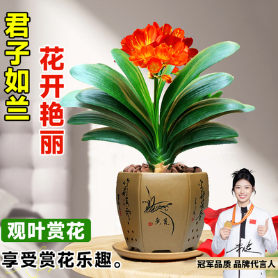 圆头君子兰花卉君子兰花苗