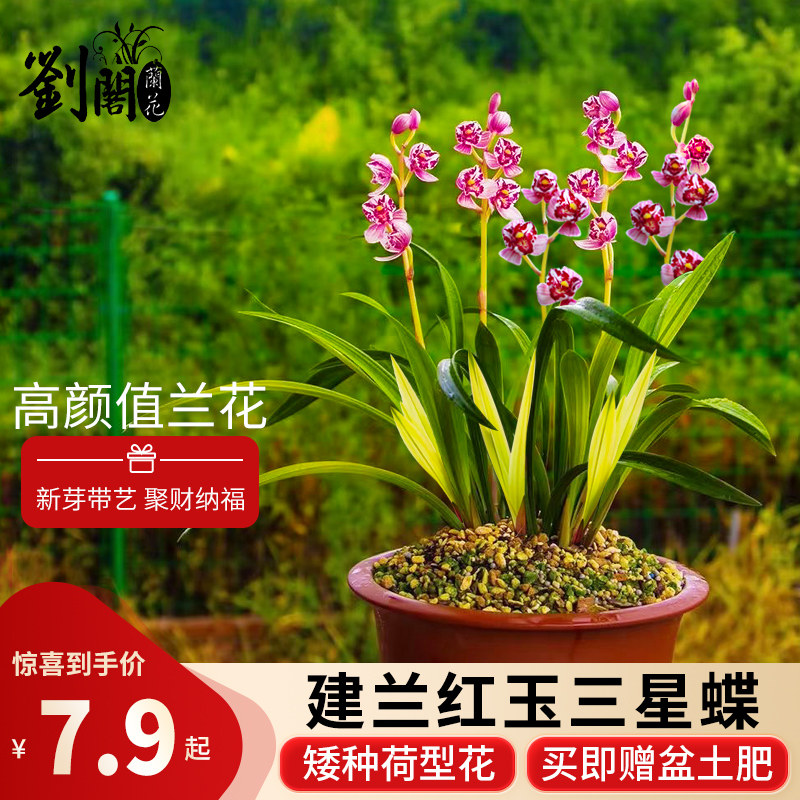 刘阁兰花苗建兰四季兰现带花苞 红玉三星 浓香型花卉盆栽耐寒好养