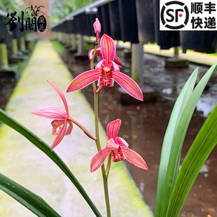 刘阁兰花苗 夏带花苞建兰八大红花名贵兰室内阳台绿植盆栽 满堂红