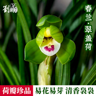 春兰高档荷瓣花翠盖荷兰花苗 现带花苞出售阳台好养花卉绿植盆栽