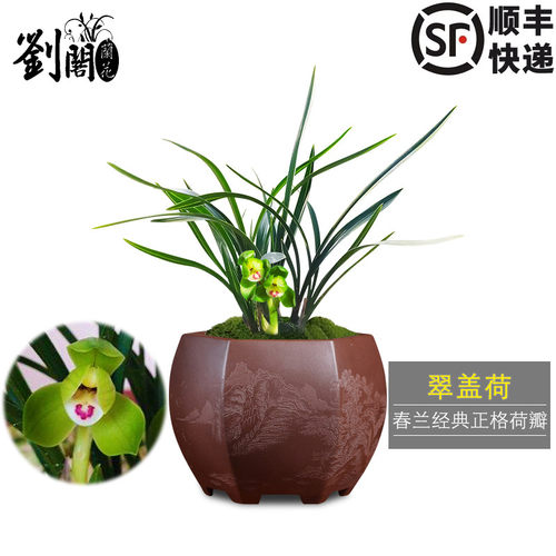 春兰高档荷瓣翠盖荷花型美观