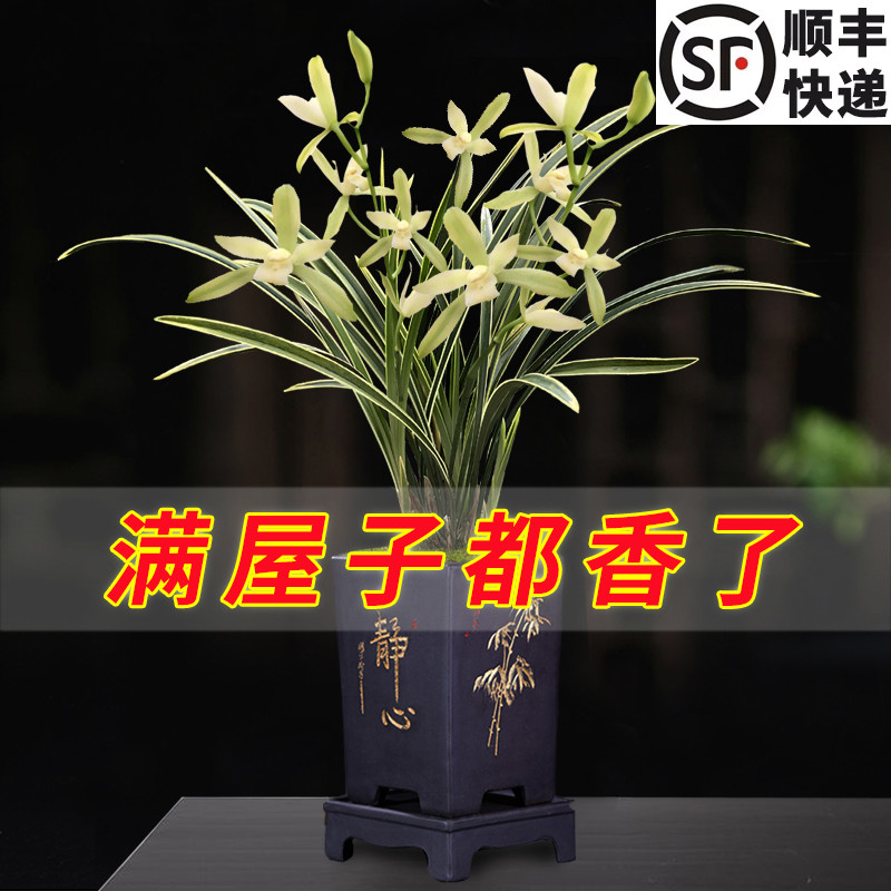 建兰好养花卉绿植盆栽