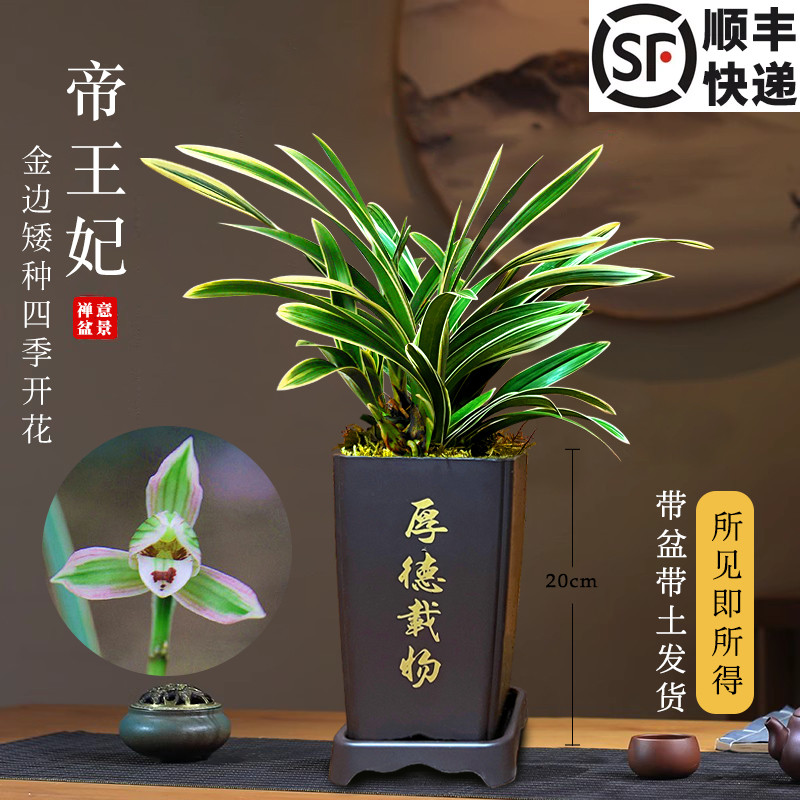 花苞绿植带花苞好养盆栽建兰