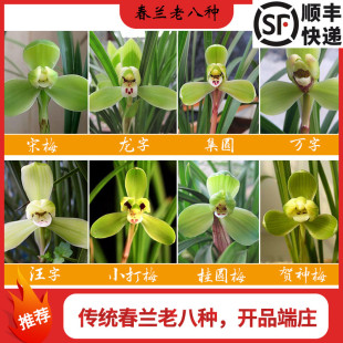 冬带花苞室内外盆栽花卉 刘阁兰花苗春兰老八种集合聚惠热卖
