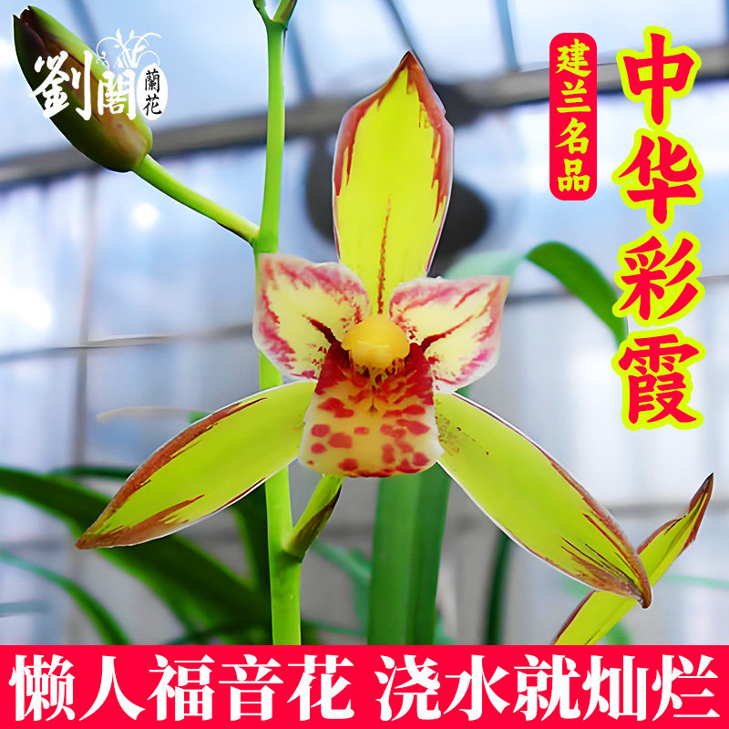四季建兰名品中华彩霞兰花苗