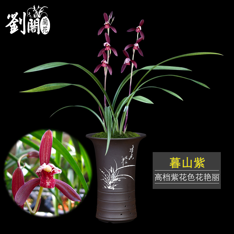 建兰高档紫色带花苞绿植盆栽