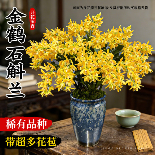 刘阁兰花金鹤香水石斛兰现带花苞