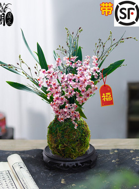 香水文心兰花苗现带花苞梦香浓香年宵花卉苔藓球懒人盆栽水培植物