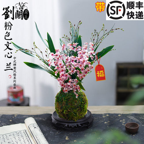 现带多花文心兰苔藓球桌面盆栽