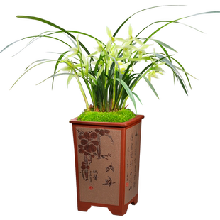 刘阁兰花新品素心兰 春剑隆昌素 冬带浓香花苞出售花卉苗绿植盆栽