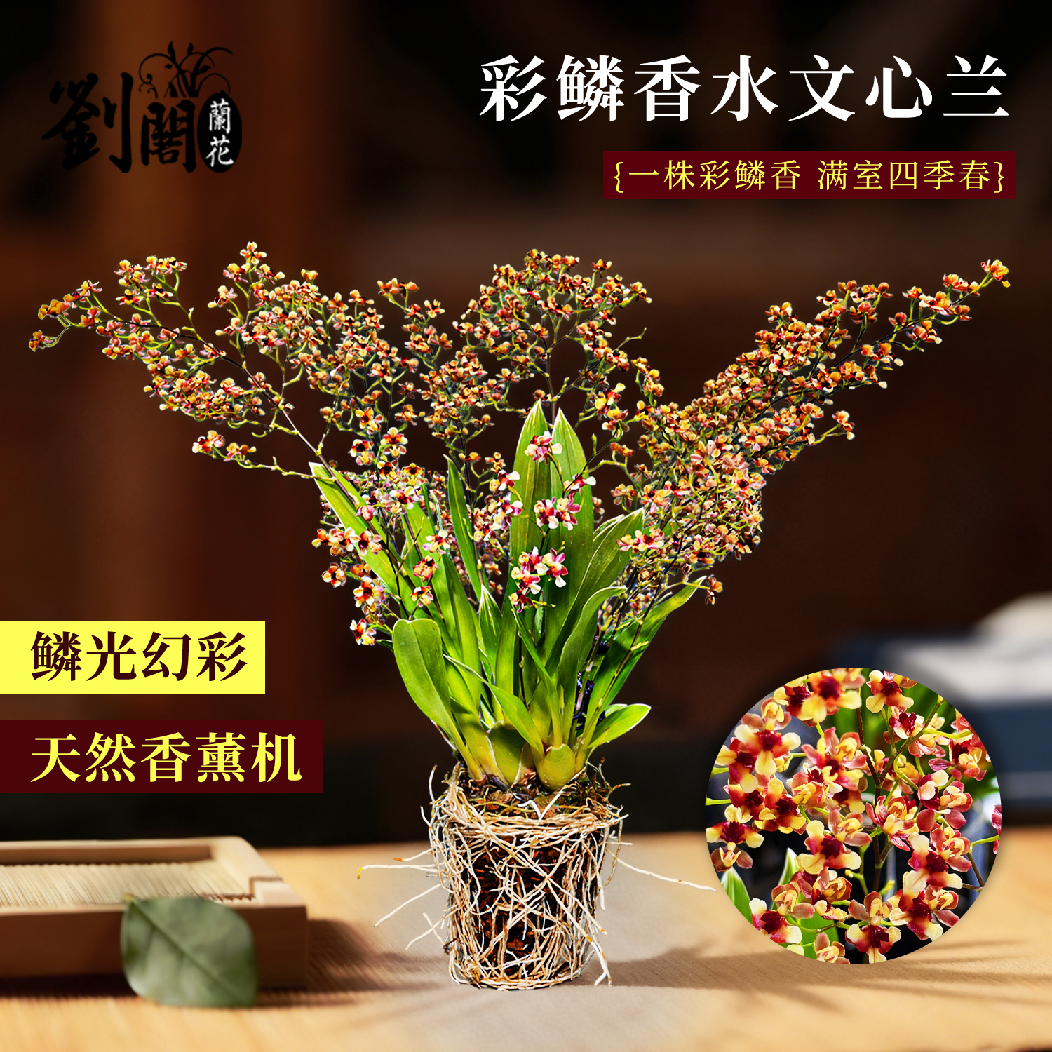 新品彩鳞香水文心兰花苗带花苞