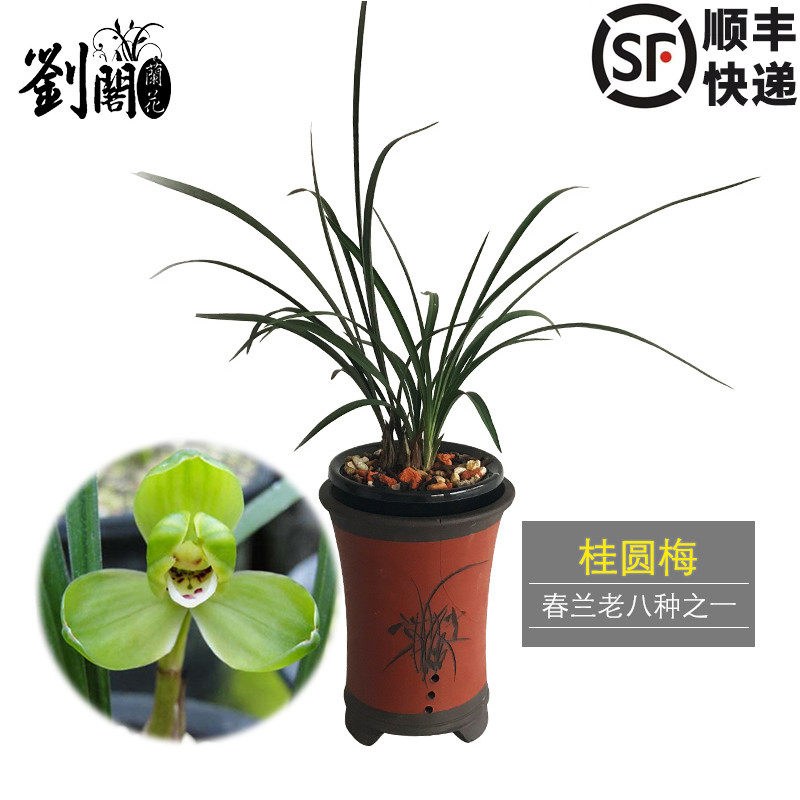 刘阁兰花苗 春兰老八种梅瓣 桂圆梅 冬带花苞出售好养花卉盆草