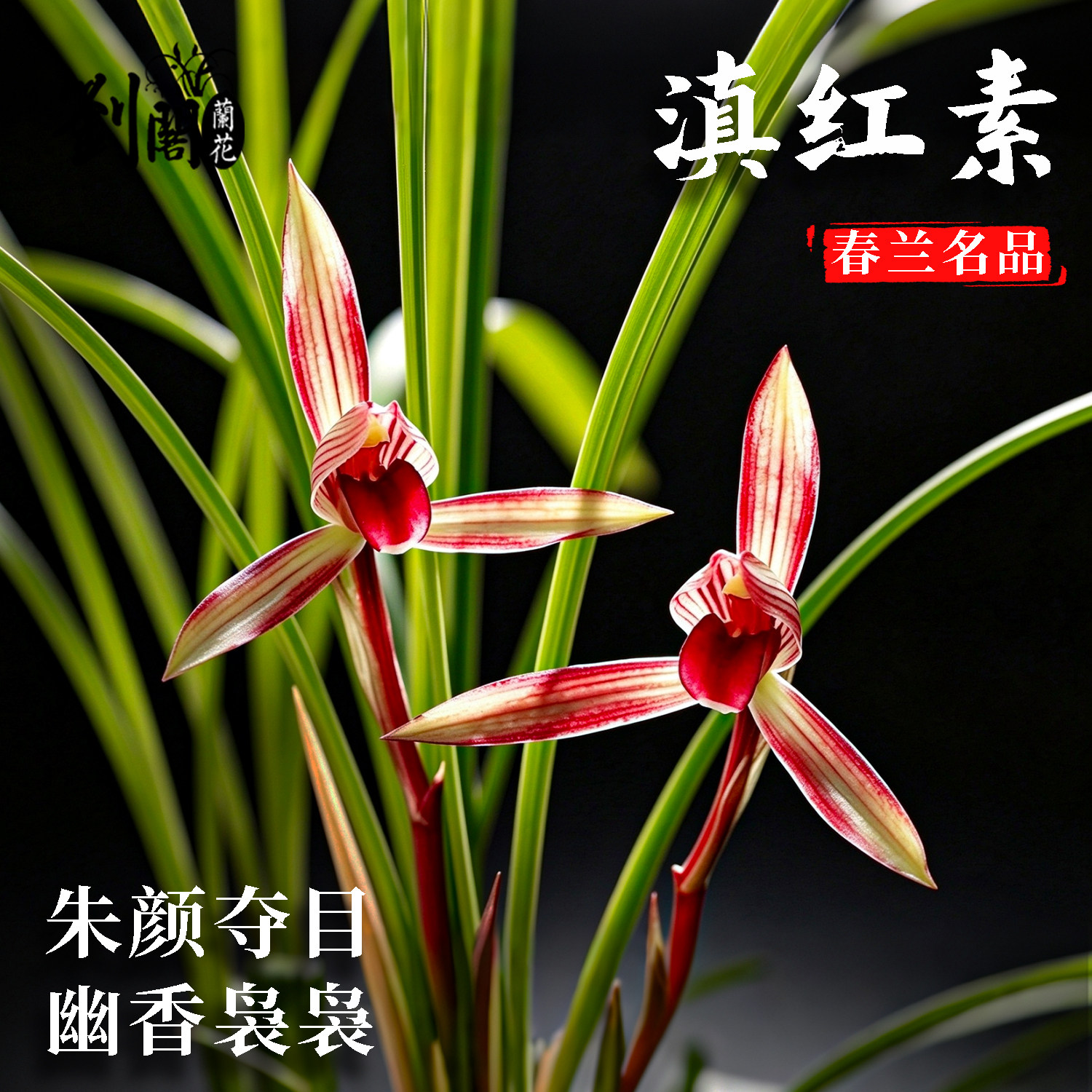 名贵兰花滇红素春兰冬带花苞盆栽