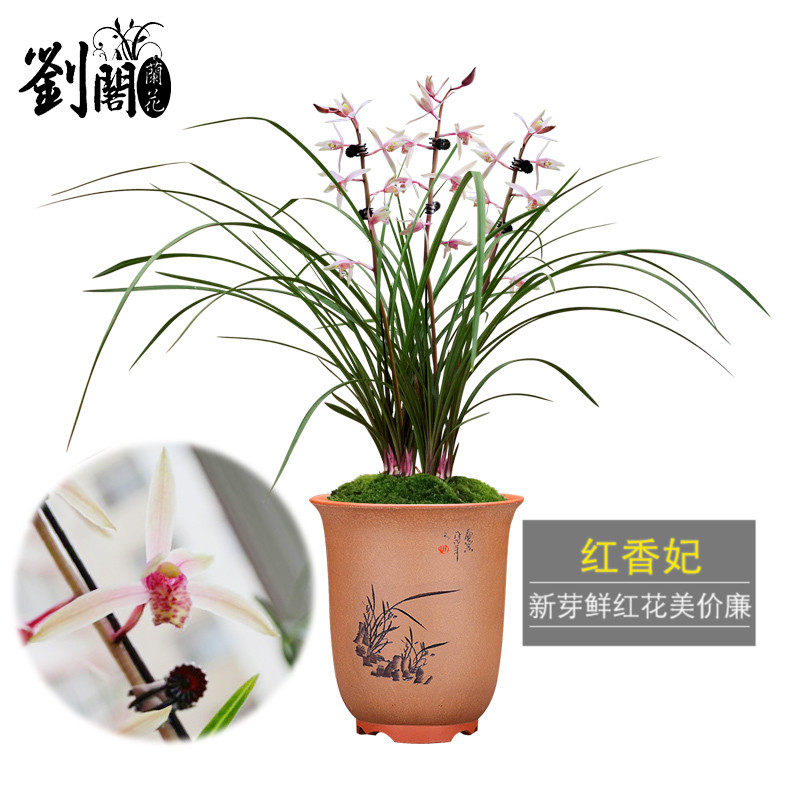 刘阁兰花苗 蕙兰铭品 红香妃 冬带浓香花苞出售 绿植花卉盆栽植物属于什么档次？